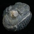 Enrolled Drotops Megalomanicus Trilobite #5096-1